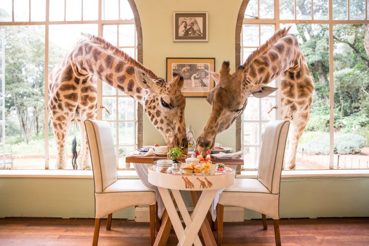 giraffe manor nairobi worlds greatest places 2018