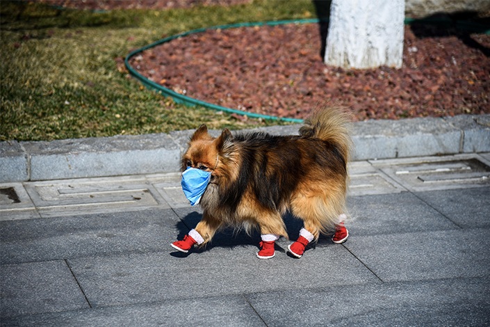A dog has been outfitted with a mask for its walk in a park in Beijing on March 9