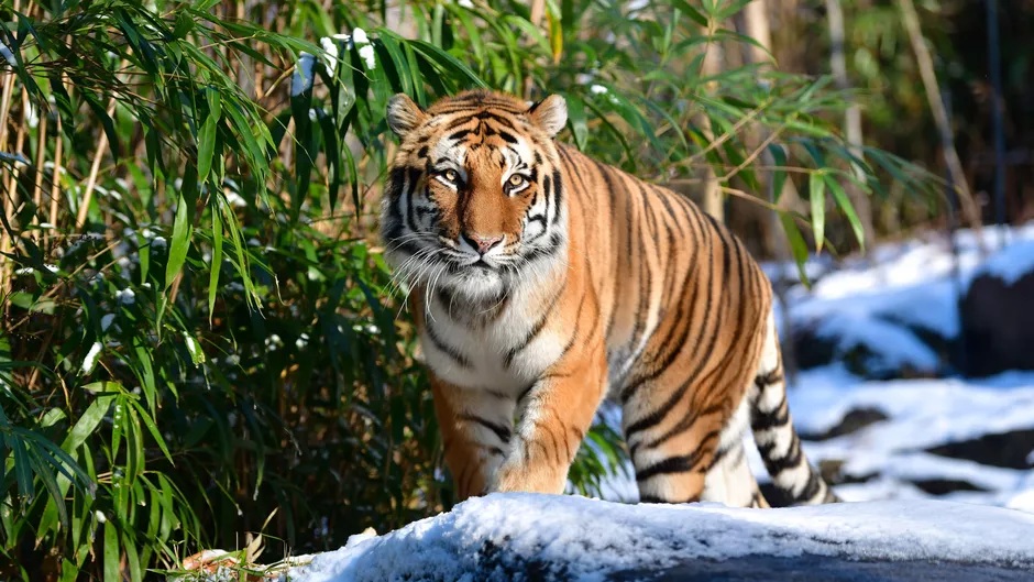 A 4 year old tiger at the Bronx Zoo in New York has tested positive for COVID 19