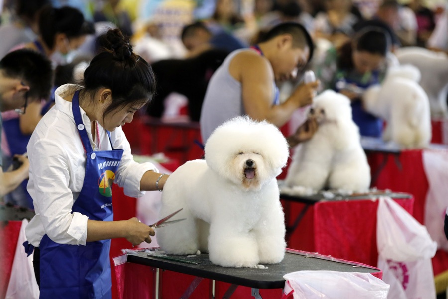 Pet cosmeticians cater to dogs in a qualification test during the 18th Pet Fair Asia